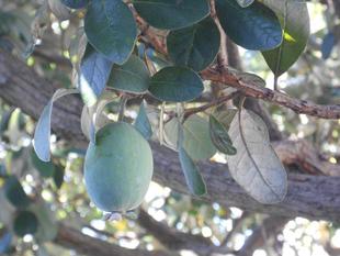 山手111番館のフェイジョア