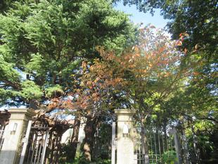 ベーリック・ホール 庭園の様子
