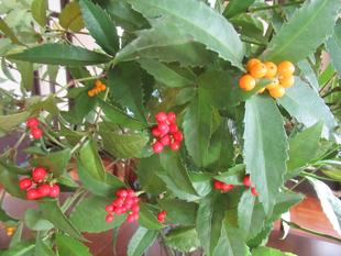 ベーリック・ホール センリョウを飾りました