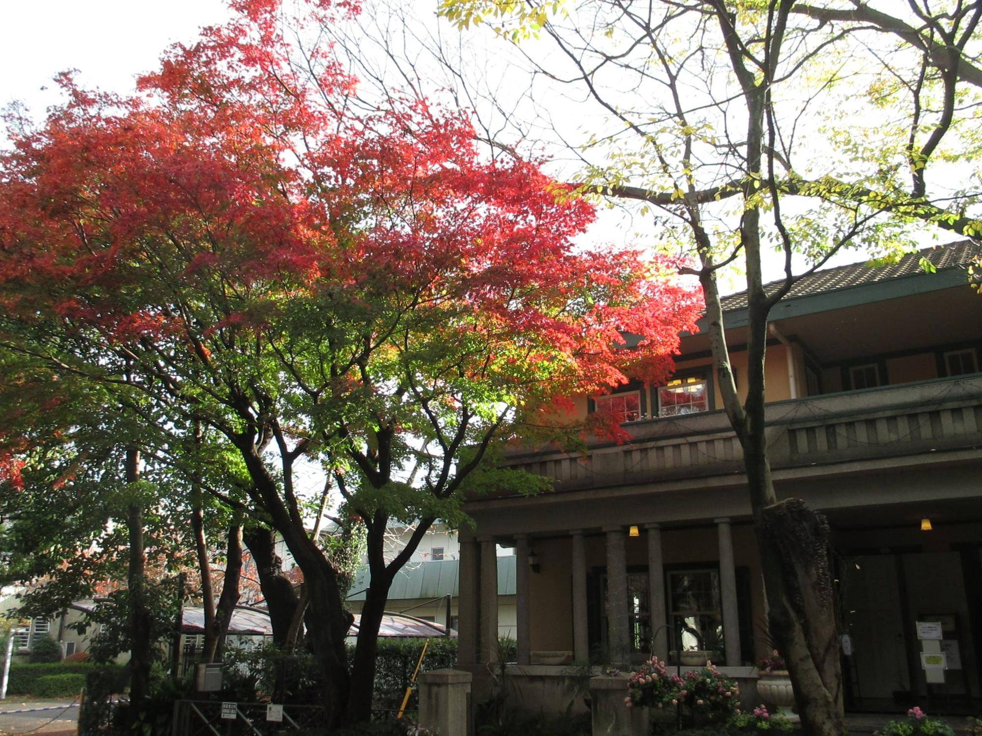 山手234番館の紅葉の写真