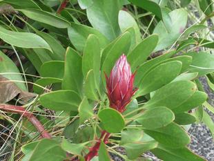 ベーリック・ホール 冬の庭園の様子