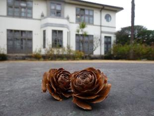 横浜市イギリス館　シダーローズ