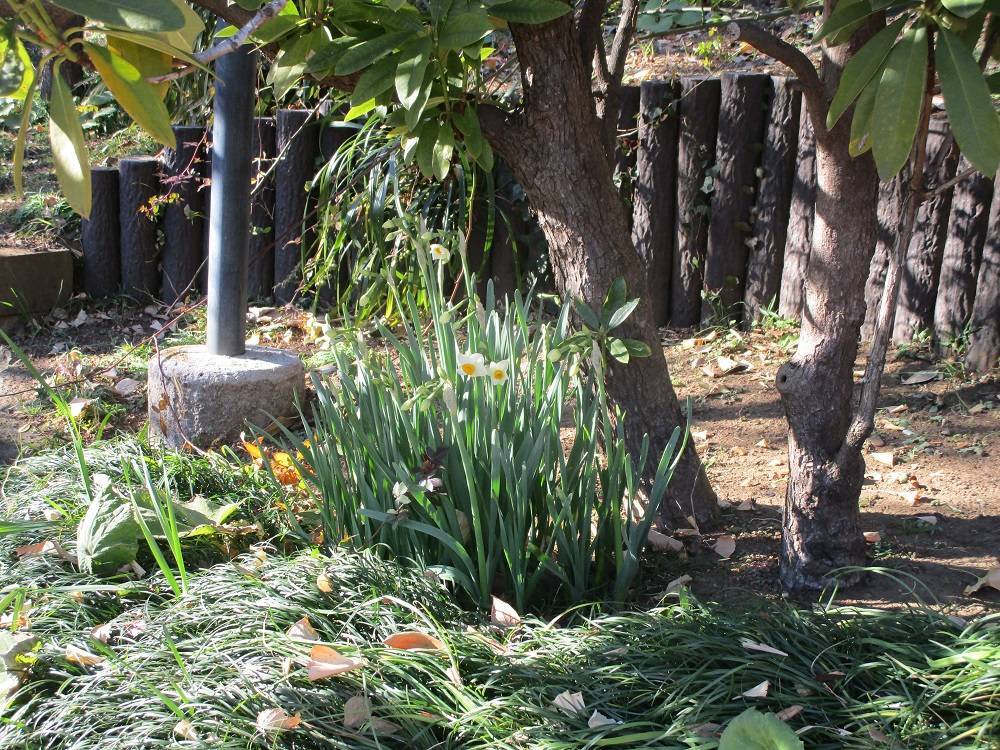 ブラフ18番館『冬の花』の写真
