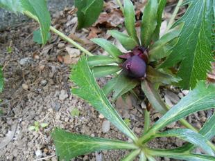 山手111番館　クリスマスローズ