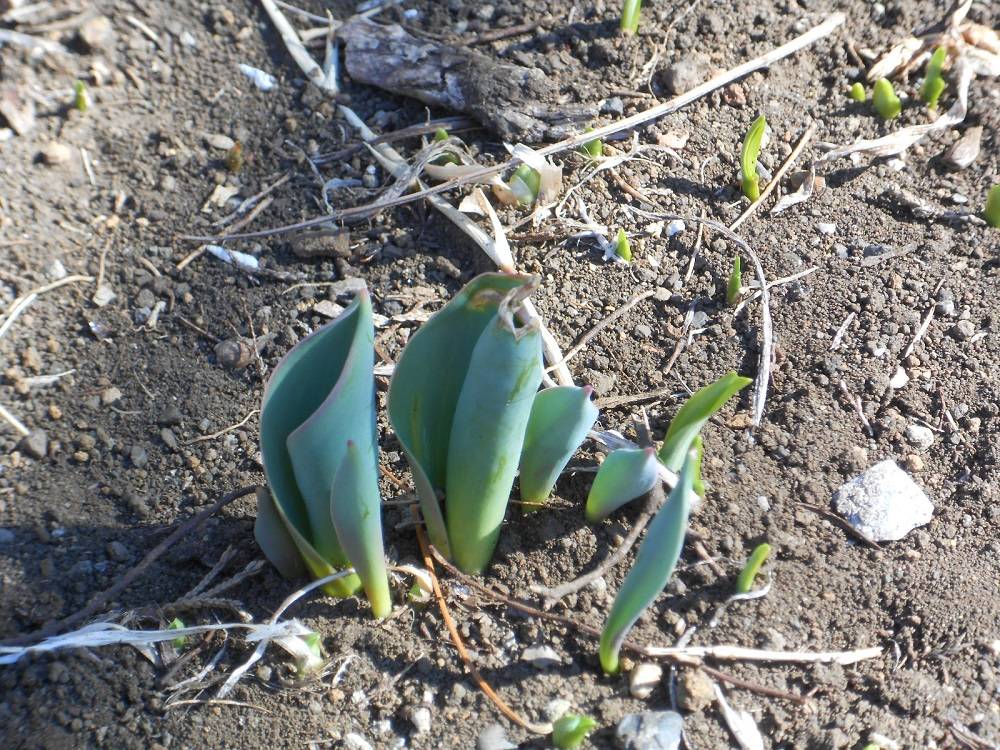 山手111番館　春の準備の写真