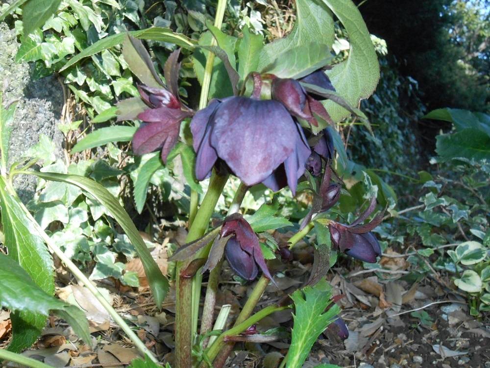 山手111番館　クリスマスローズの写真