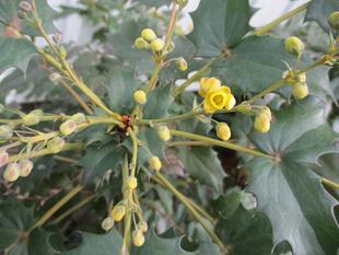 ２月のエリスマン邸の庭