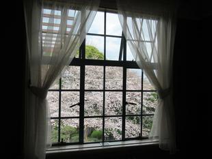 ベーリック・ホール サンポーチから見える桜【20323年3月24日】