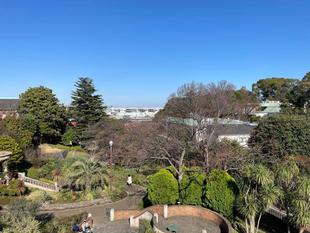 山手111番館 桜開花情報【2023年3月19日号】