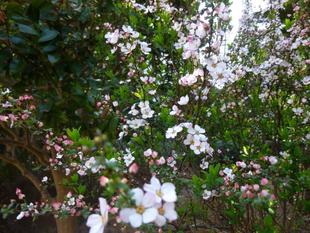 横浜市イギリス館 春の花「ピンクユキヤナギ」