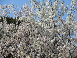 ベーリック・ホール  桜開花情報【2023年3月30日】
