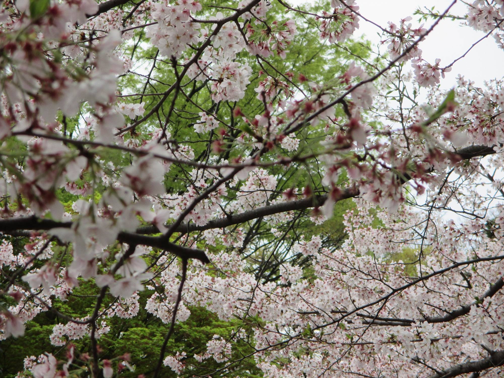  山手234番館　桜開花情報【2023年３月31日号】の写真