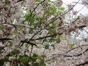  山手234番館　桜開花情報【2023年３月31日号】