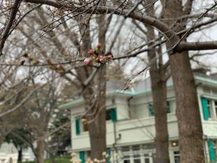 エリスマン邸 桜開花情報【2023年3月17日号】