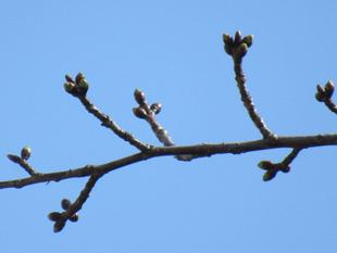 ベーリック・ホール 桜開花情報【2023年3月7日号】
