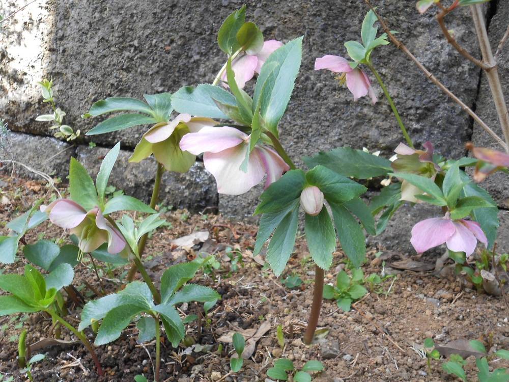 山手111番館　お庭の花たちの写真