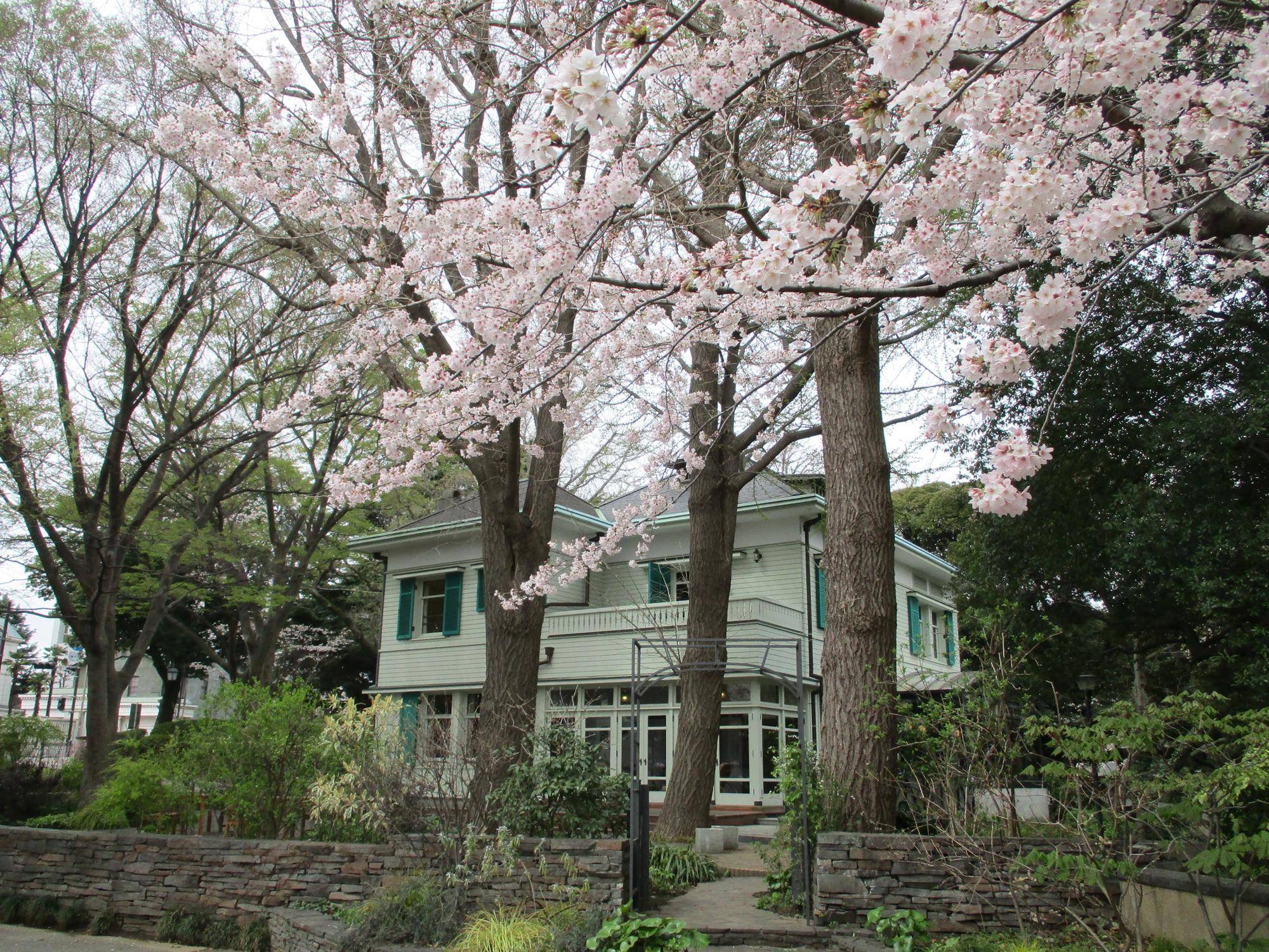 エリスマン邸の桜【2023年3月27日】の写真