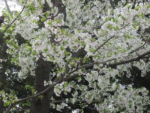 ベーリック・ホール 桜開花情報【2023年3月27日】