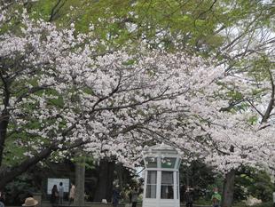  山手234番館　桜開花情報【2023年３月24日号】
