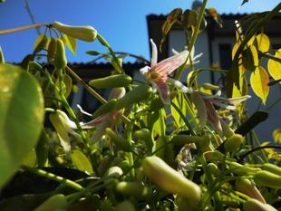 横浜市イギリス館 ムベの花と春の中庭の花