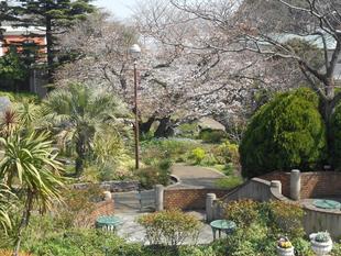 山手111番館 ダイニングから見える桜