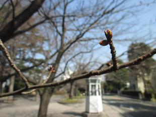山手234番館　桜開花情報【2023年3月8日号】