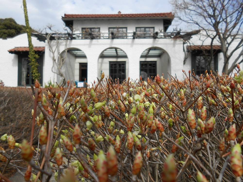 山手111番館　前庭の花の写真