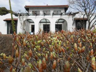 山手111番館 前庭の花