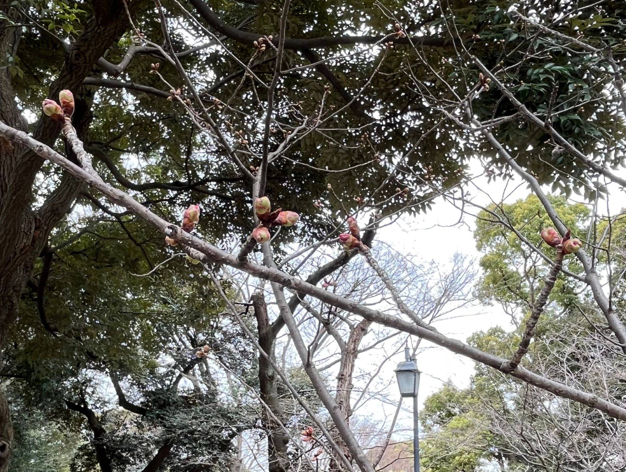 山手234番館　桜開花情報　【2023年3月12日号】の写真