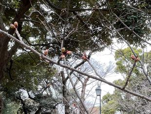 山手234番館　桜開花情報　【2023年3月12日号】