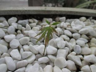 山手234番館　モミジの新芽が育っています