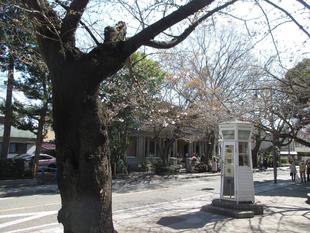 山手234番館　桜開花情報【2023年３月19日号】