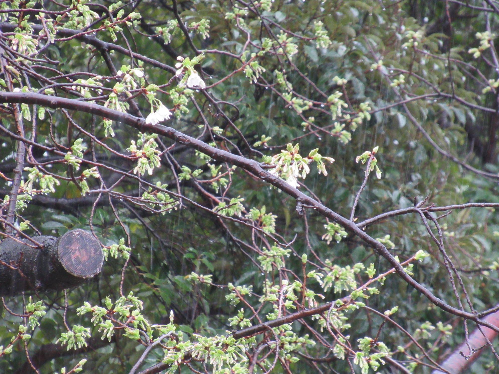 ベーリック・ホール　桜開花情報【2023年3月18日号】の写真