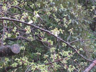 ベーリック・ホール 桜開花情報【2023年3月18日号】