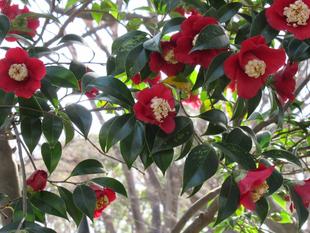 ベーリック・ホール 庭園の様子