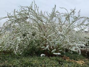 外交官の家【イタリア山庭園のお花たち】