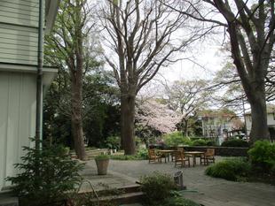 エリスマン邸の桜情報【2023年3月31日】