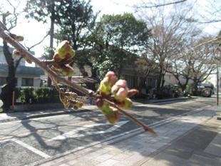 山手234番館　桜開花情報【2023年３月16日号】