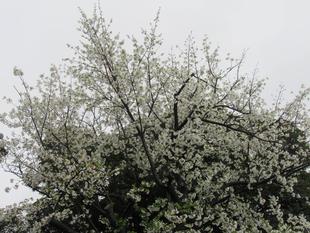 ベーリック・ホール 桜開花情報【2023年3月25日】オオシマザクラ