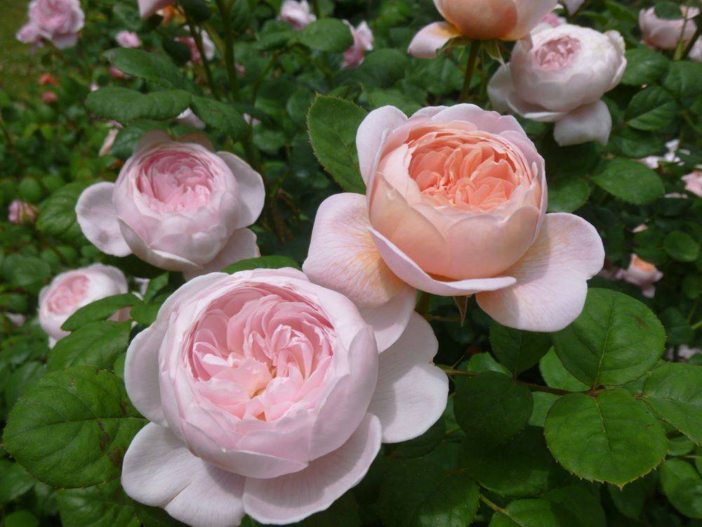 横浜市イギリス館　中庭のバラの写真