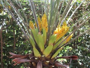 ベーリック・ホール　裏庭のお手入れをしました