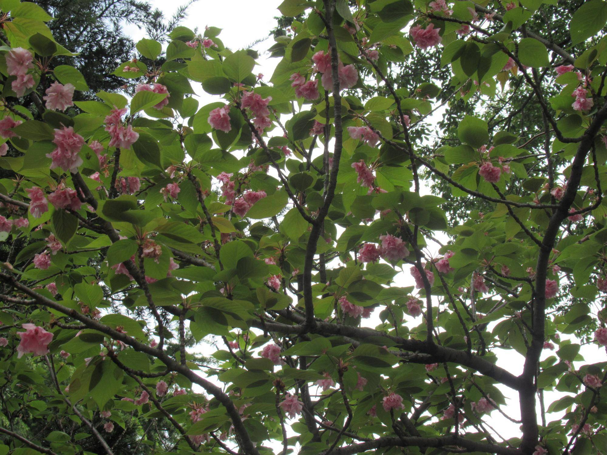 ベーリック・ホール 桜開花情報【2013年4月16日】ヤエザクラと庭園の様子の写真