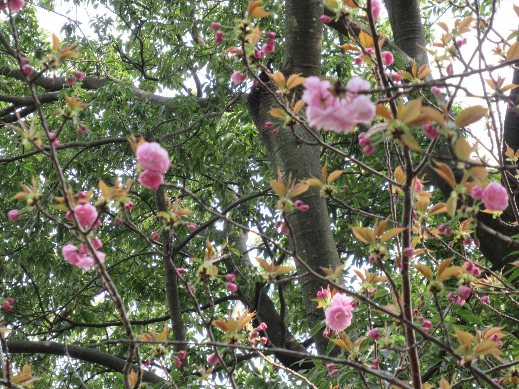 ベーリック・ホール 桜開花情報【2023年4月2日】ヤエザクラの写真