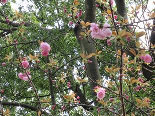 ベーリック・ホール 桜開花情報【2023年4月2日】ヤエザクラ