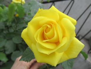 ベーリック・ホール　庭園の様子