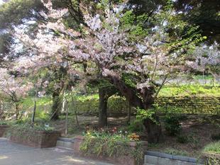山手２３４番館元町公園の桜と春の花