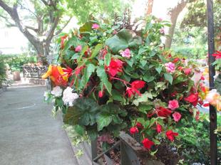 山手234番館　ハンギングバスケットの植え替えがありました