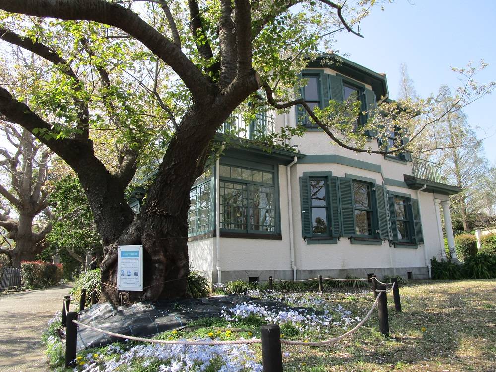 ブラフ18番館のオオシマザクラ4月1日の写真