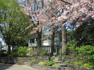 エリスマン邸  桜開花情報【2023年４月４日】