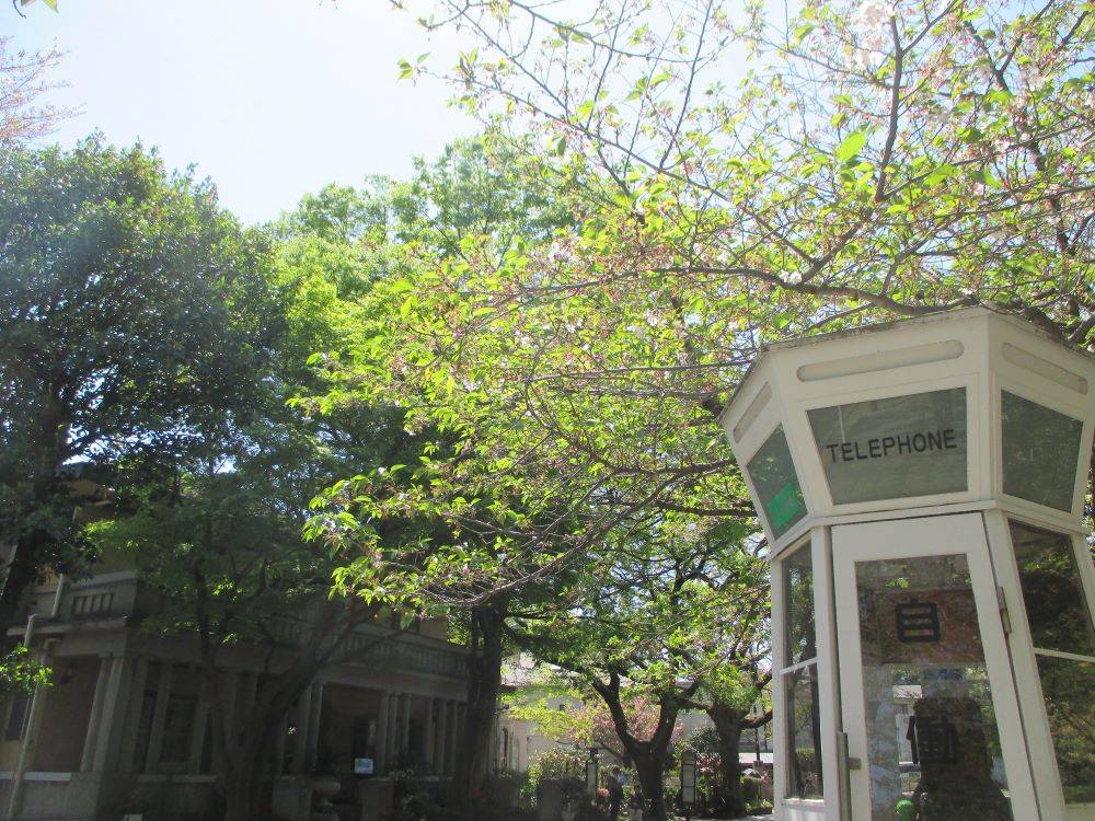山手234番館 桜開花情報(葉桜情報)と、春の花の情報の写真